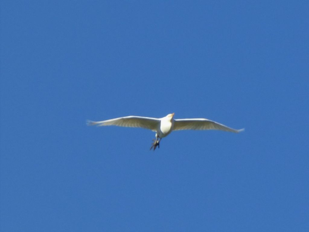 Airone guardabuoi (Bubulcus ibis)